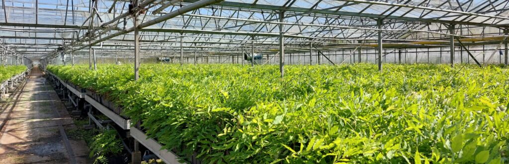 wisteria nursery