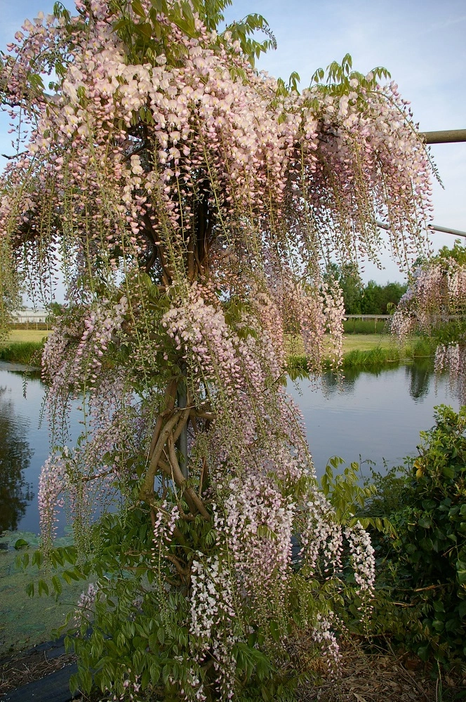 Wisteria Rosea tree Honbeni