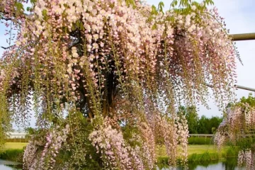 Wisteria Rosea tree Honbeni