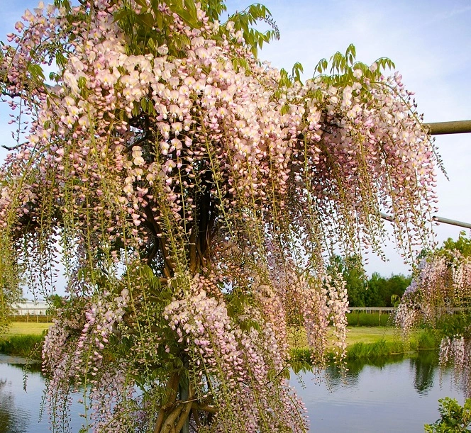 Wisteria floribunda Honbeni