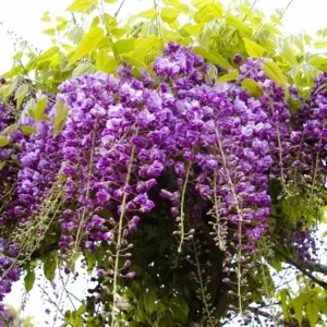 Wisteria Black Dragon Violacea Plena