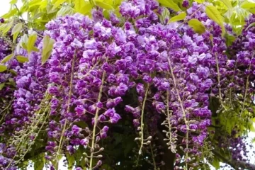 Wisteria Black Dragon Violacea Plena