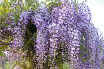 Wisteria Domino flowers