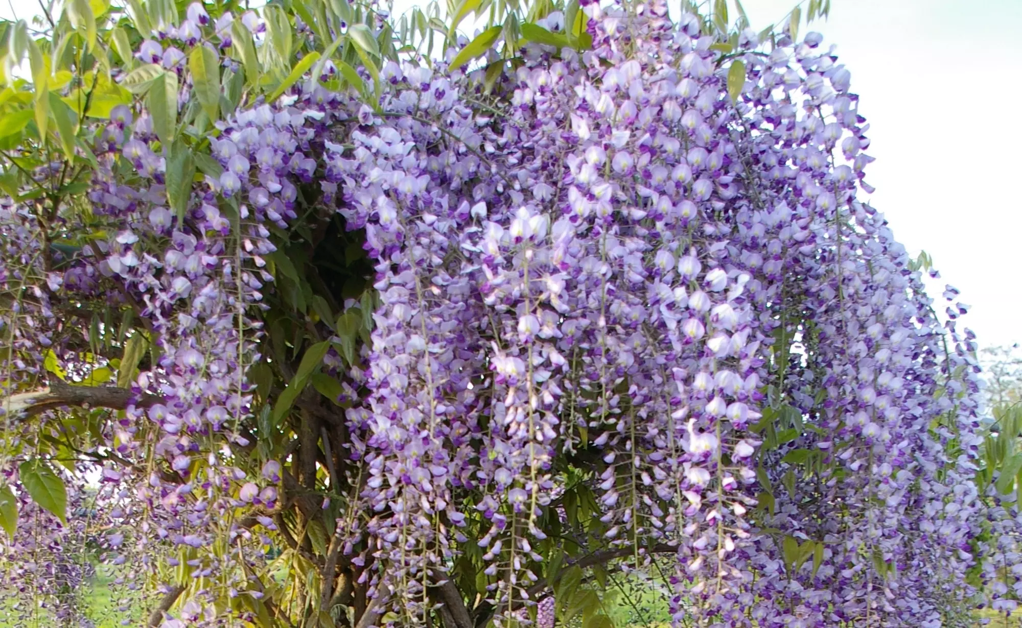 Wisteria floribunda Domino