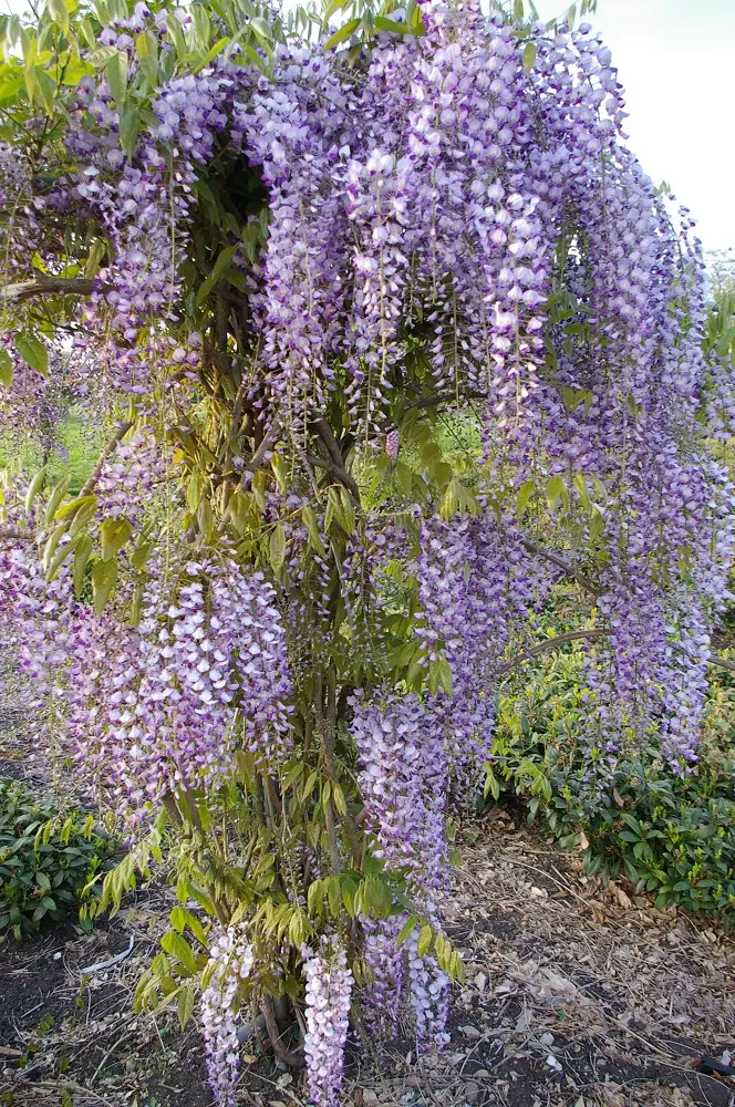 Wisteria Domino tree