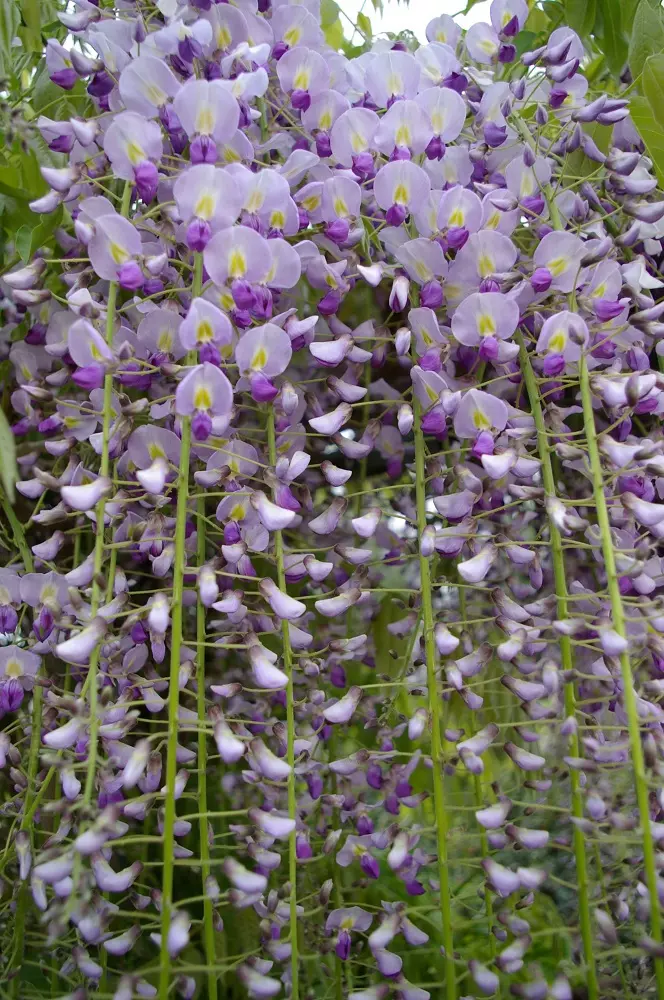 Wisteria Domino flower