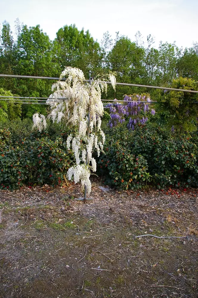 Wisteria floribunda Alba tree