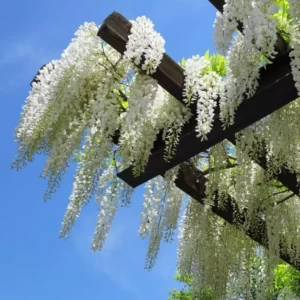 Wisteria floribunda Alba flowers