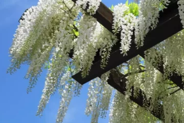 Wisteria floribunda Alba flowers