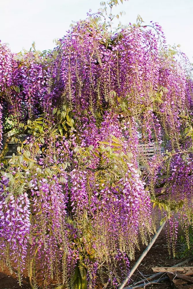 Wisteria Murasaki Noda flowers