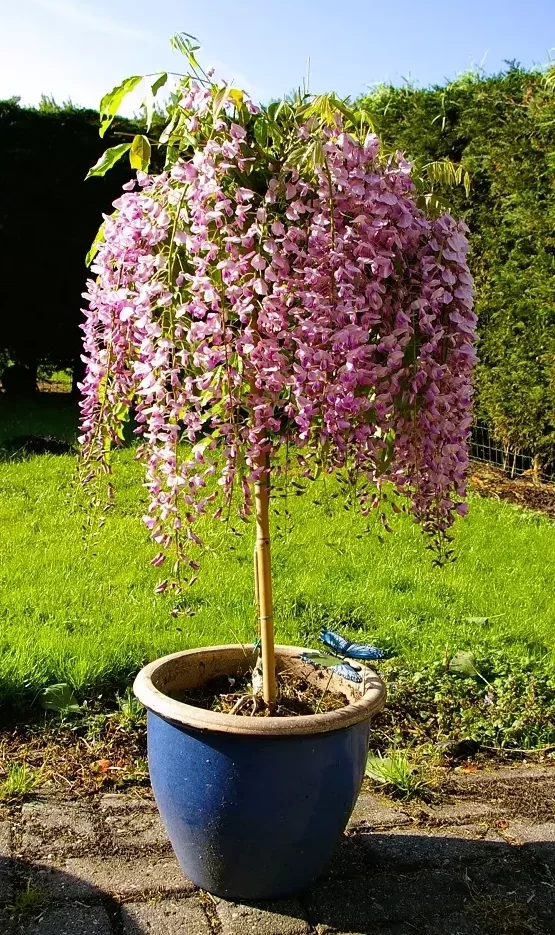 Wisteria Rosea