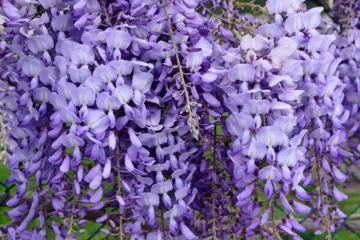 Wisteria macrostachya blue moon