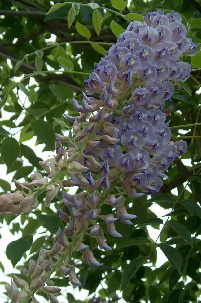 Wisteria macrostachya blue moon