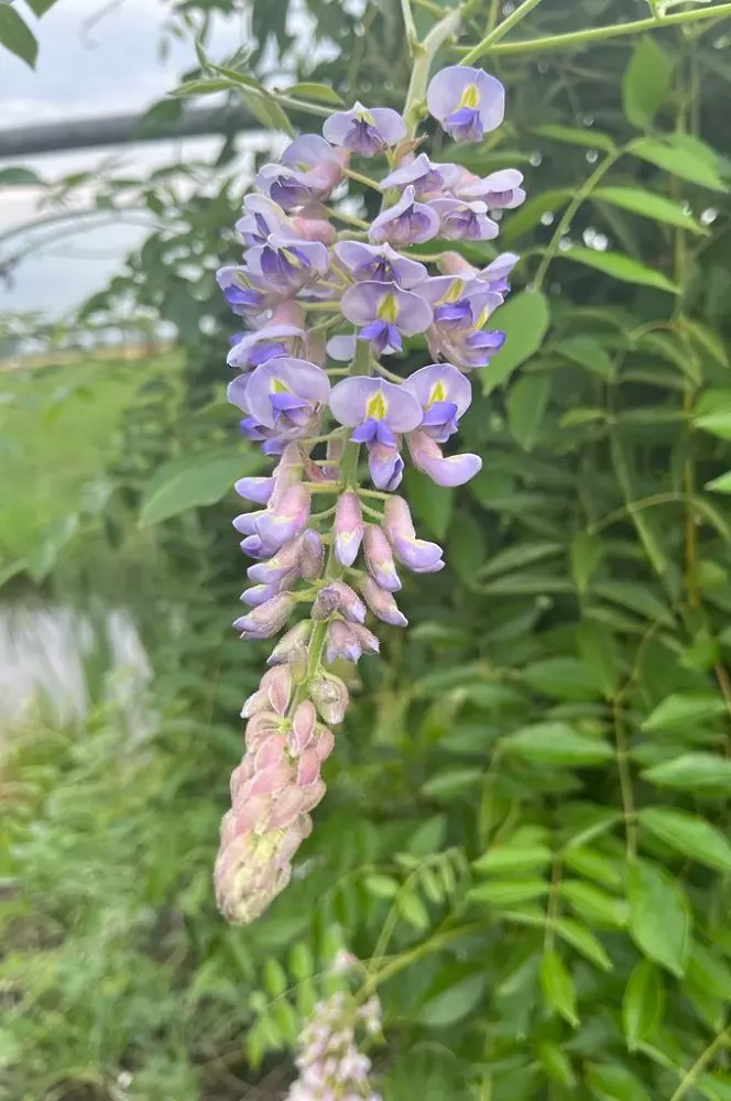 Wisteria macrostachya Blue Moon