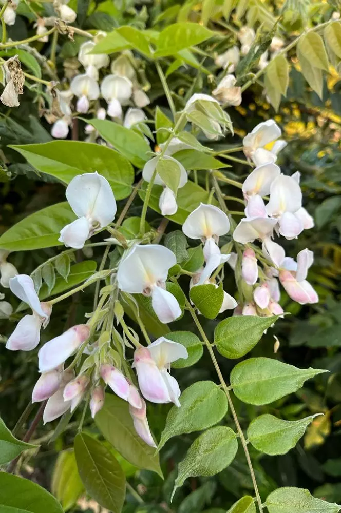 Wisteria macrostachya Clara Mack