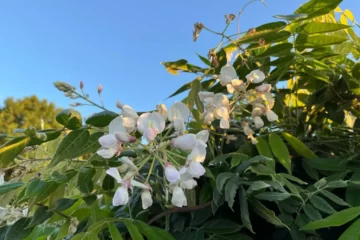 Wisteria macrostachya Clara Mack