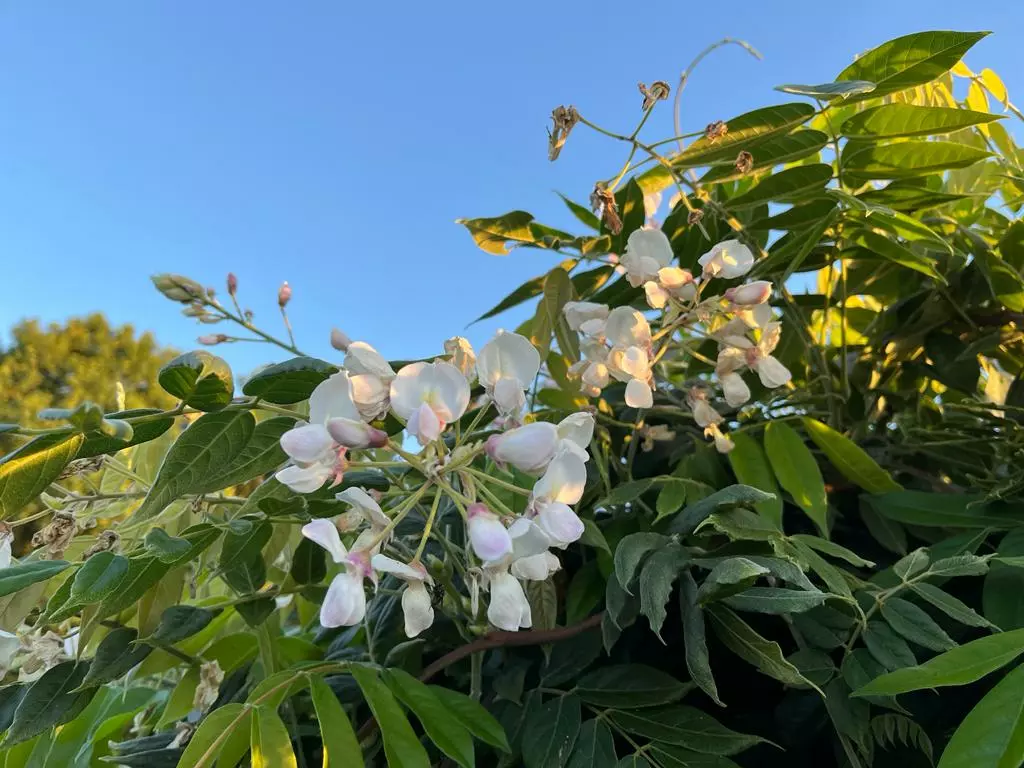 Wisteria macrostachya Clara Mack