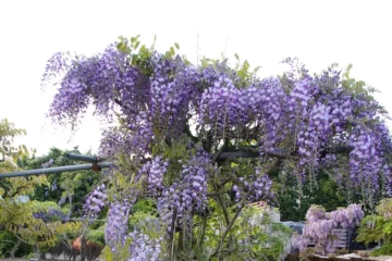 Wisteria issai tree