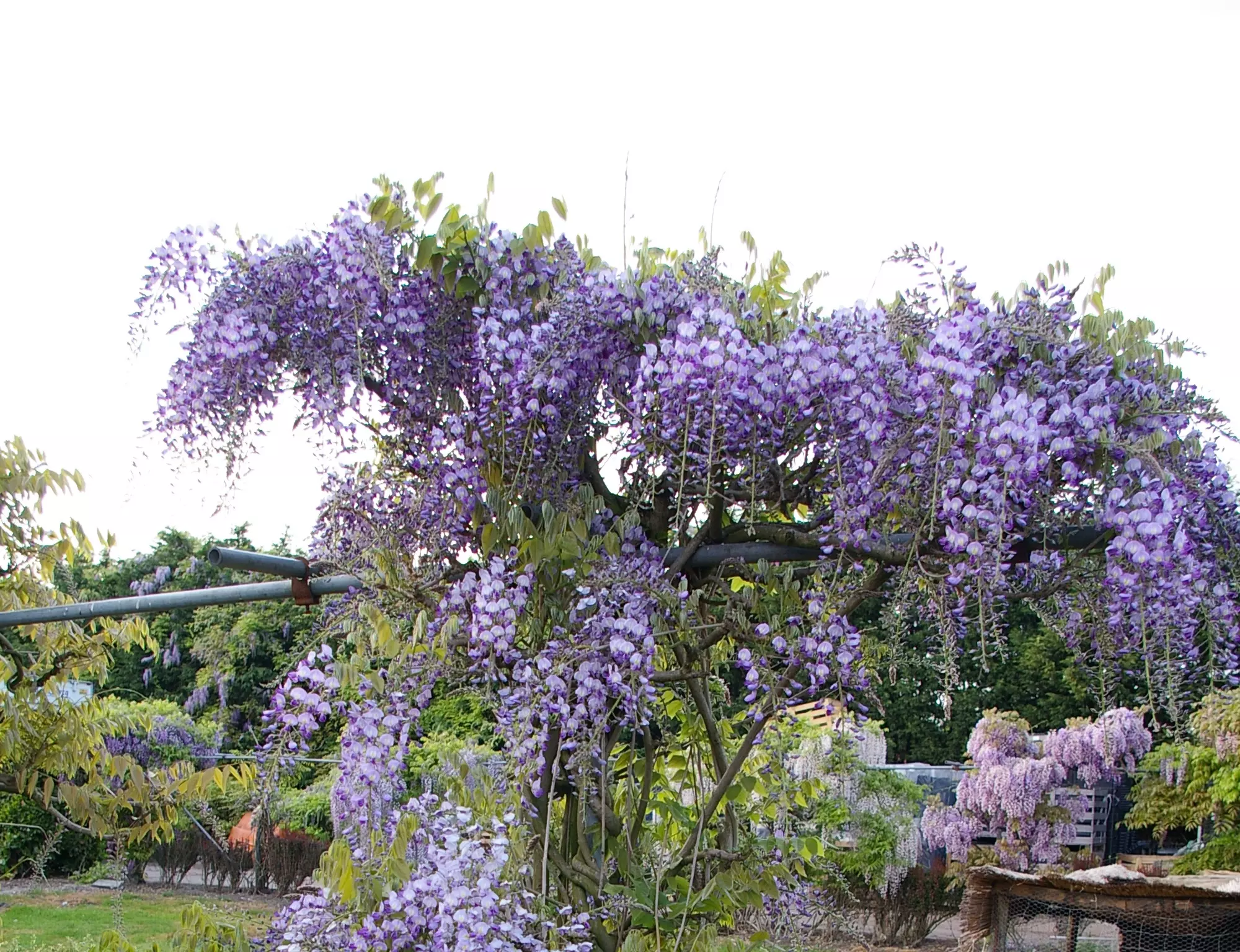 Wisteria formosa Issai