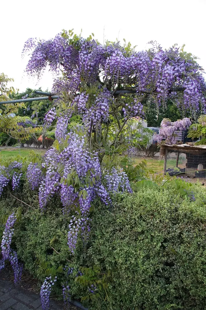 Wisteria Issai tree