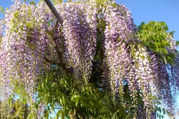 Wisteria Lawrence tree