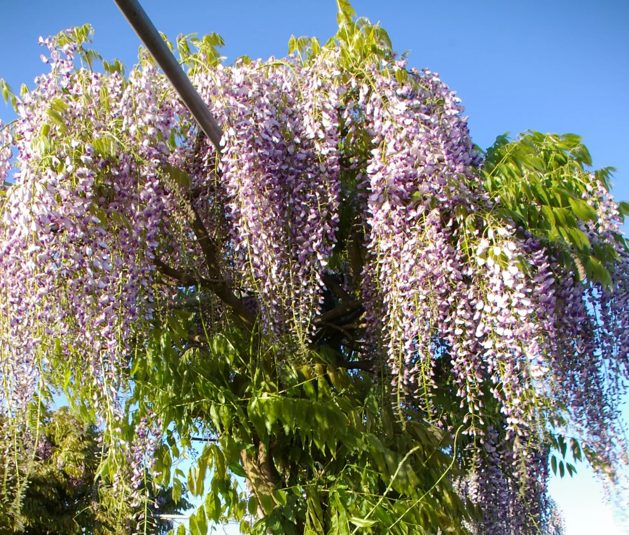 Wisteria floribunda Lawrence