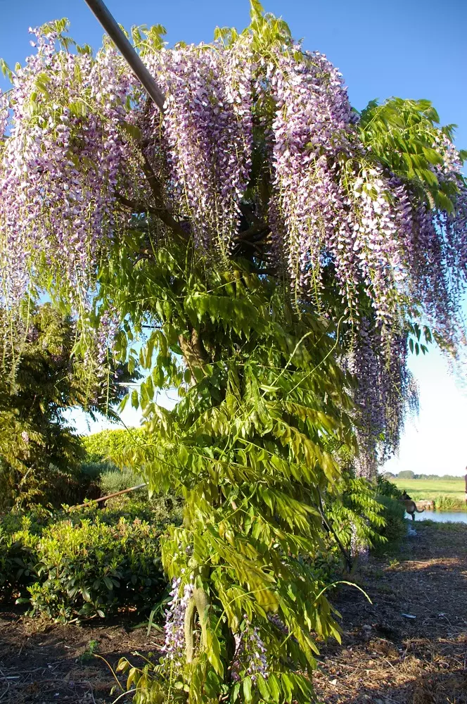 Wisteria Lawrence tree