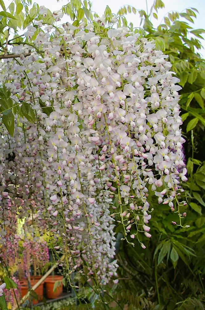 Wisteria Lipstick flowers