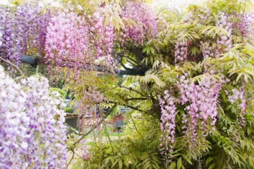 Wisteria Lipstick flowers