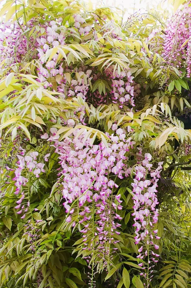 Wisteria Lipstick flowers