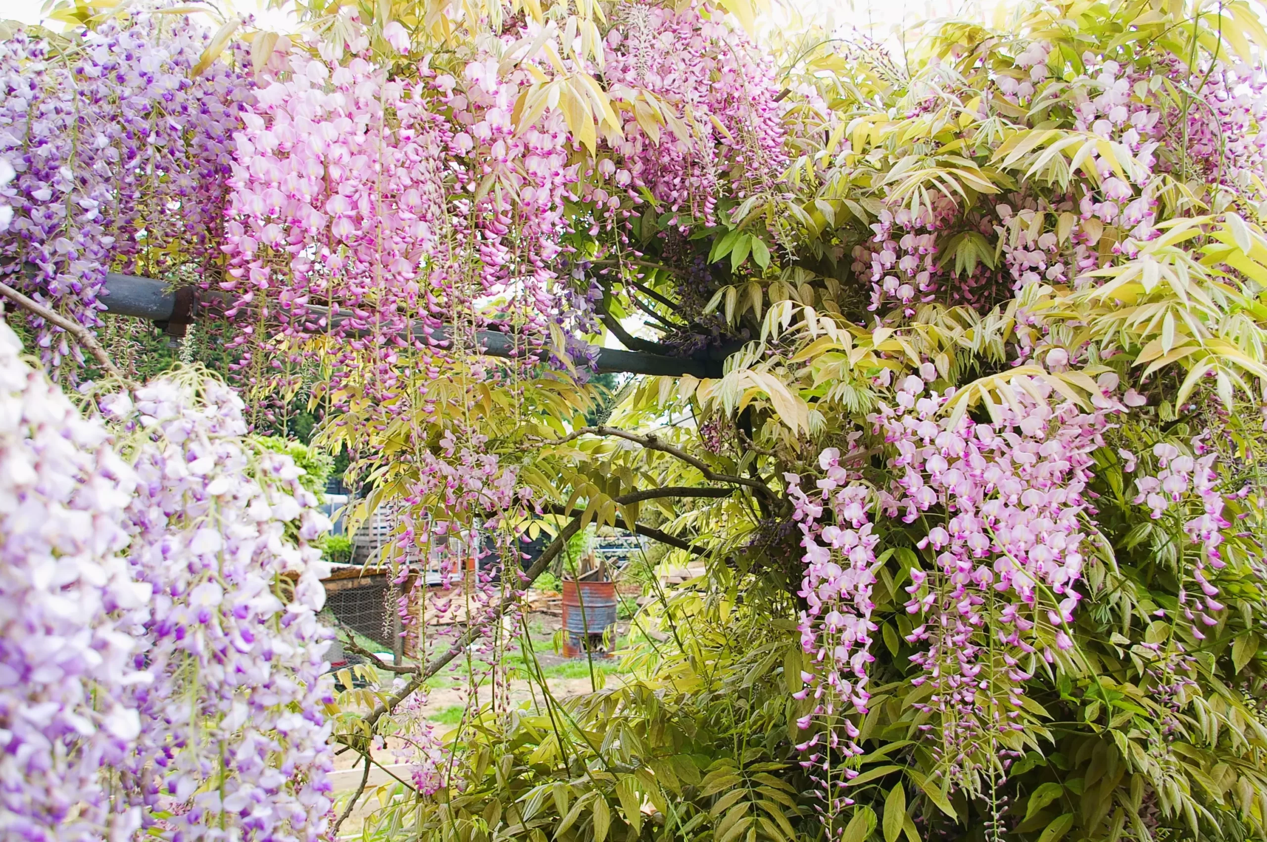 Wisteria floribunda Lipstick