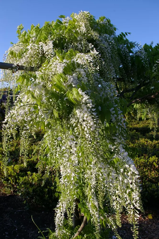 Wisteria Longissima Alba tree