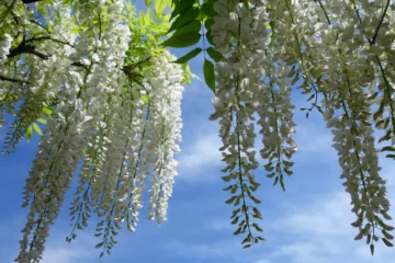 Wisteria Longissima Alba flower