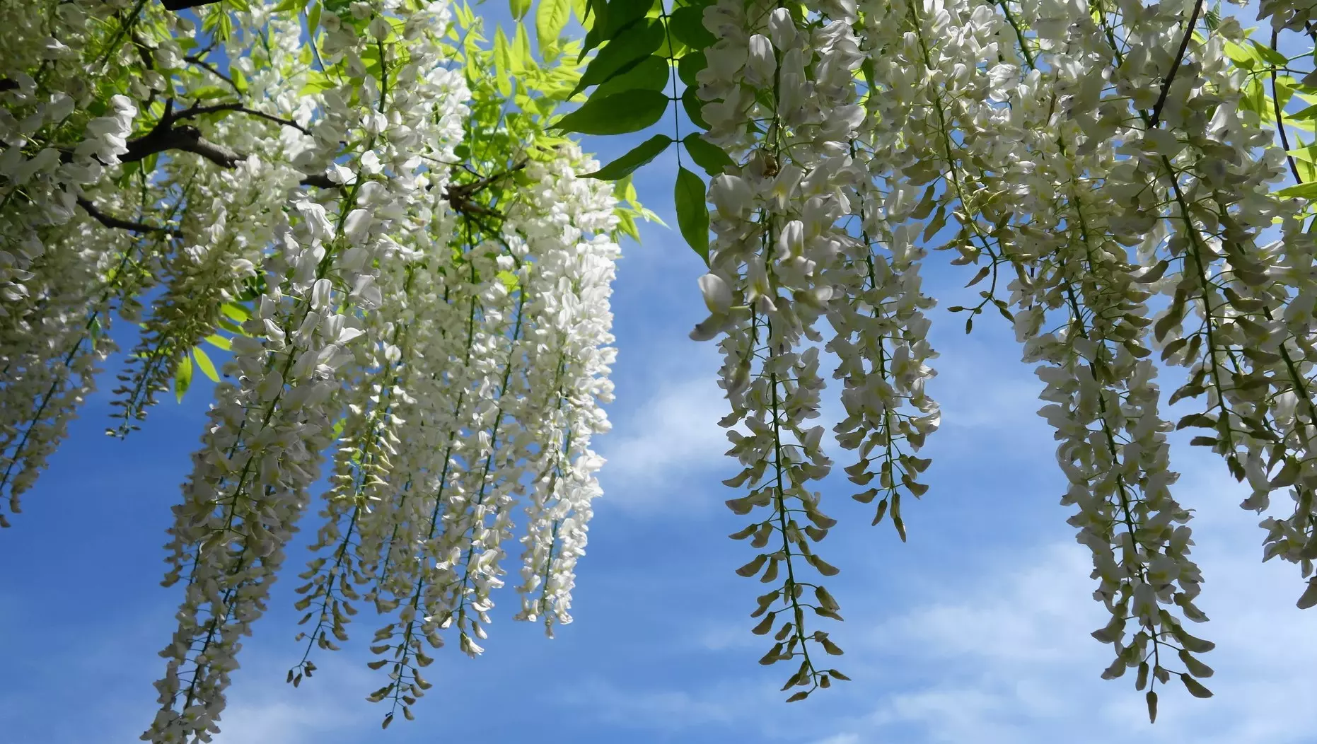 Wisteria floribunda Longissima Alba