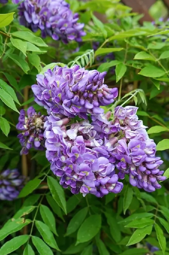 Wisteria frutescens longwood purple
