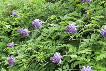 wisteria frutescens longwood purple