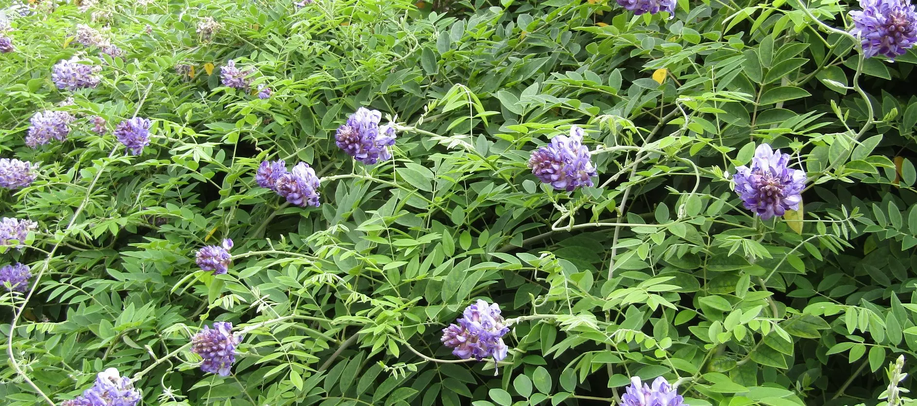 Wisteria frutescens Longwood Purple