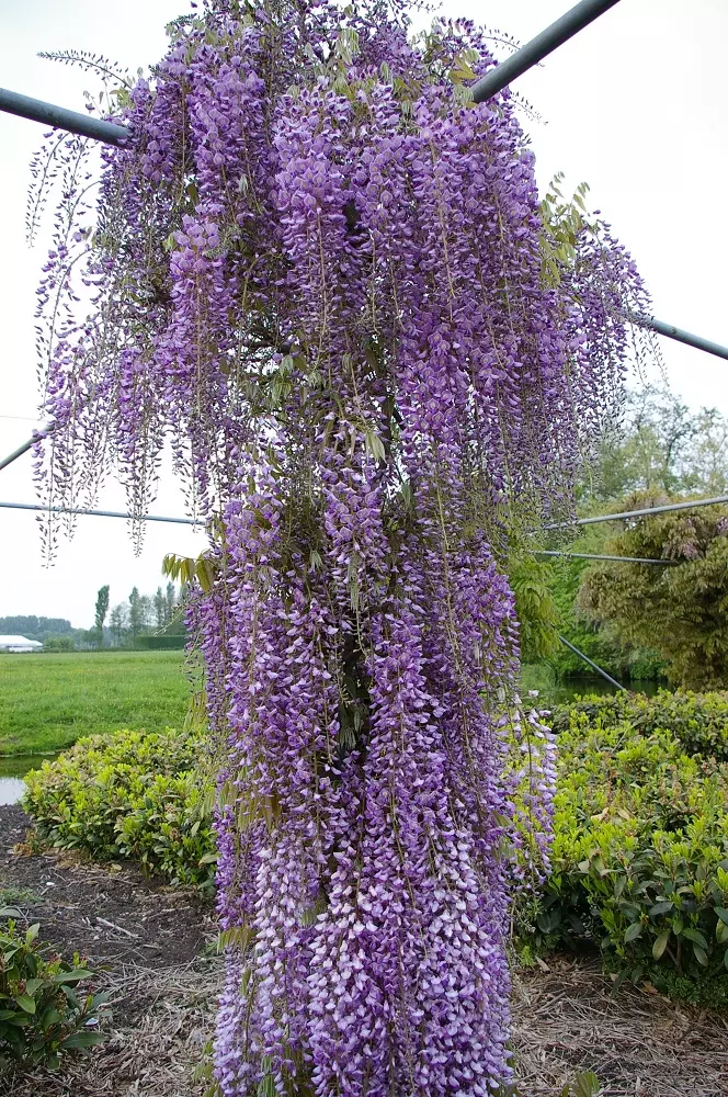 Wisteria macrobotrys tree