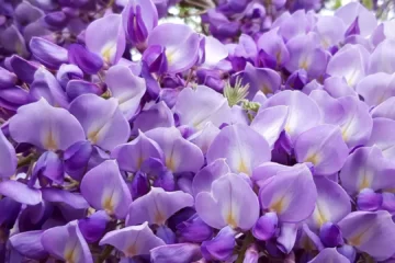 Wisteria macrobotrys flower