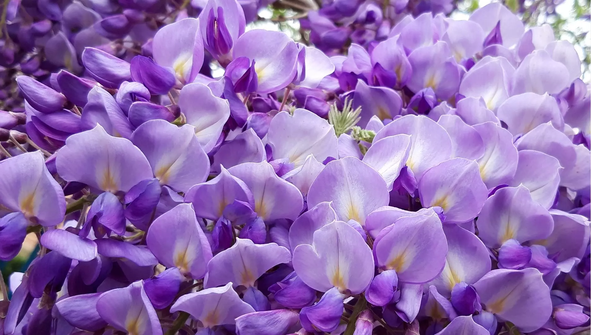 Wisteria floribunda Macrobotrys