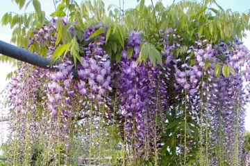 Wisteria Naga Noda tree