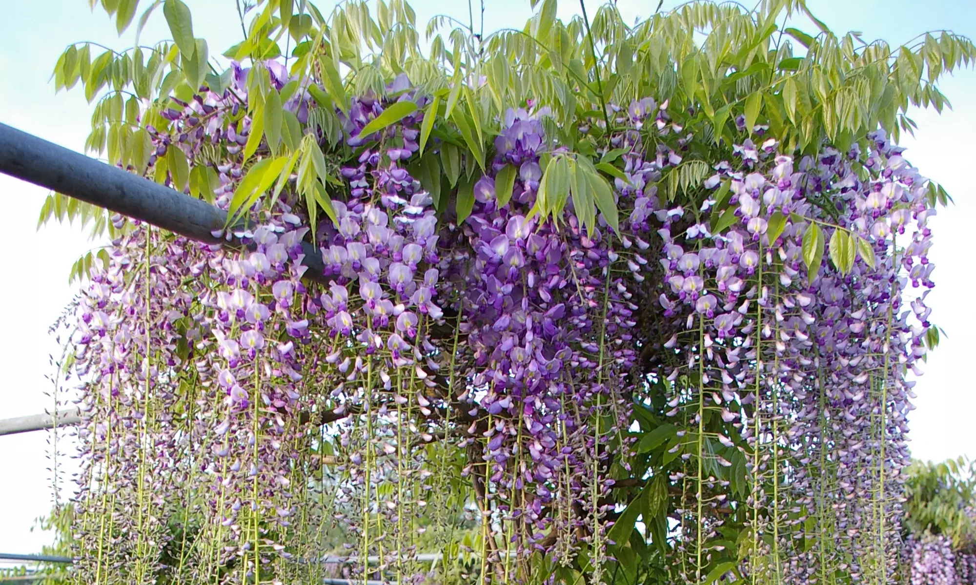 Wisteria floribunda Naga Noda