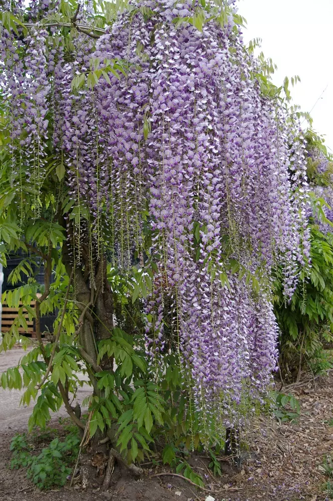 Wisteria Naga Noda tree