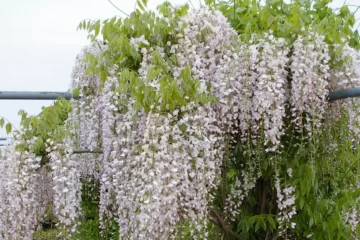 Wisteria Peaches and Cream flower