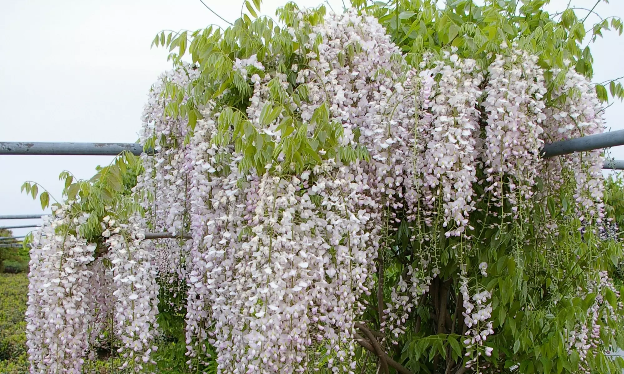 Wisteria floribunda Peaches and Cream