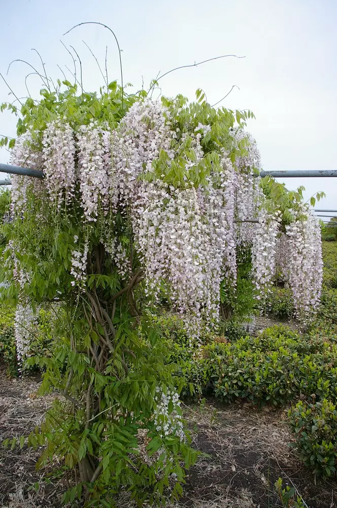 Wisteria Peaches and Cream tree