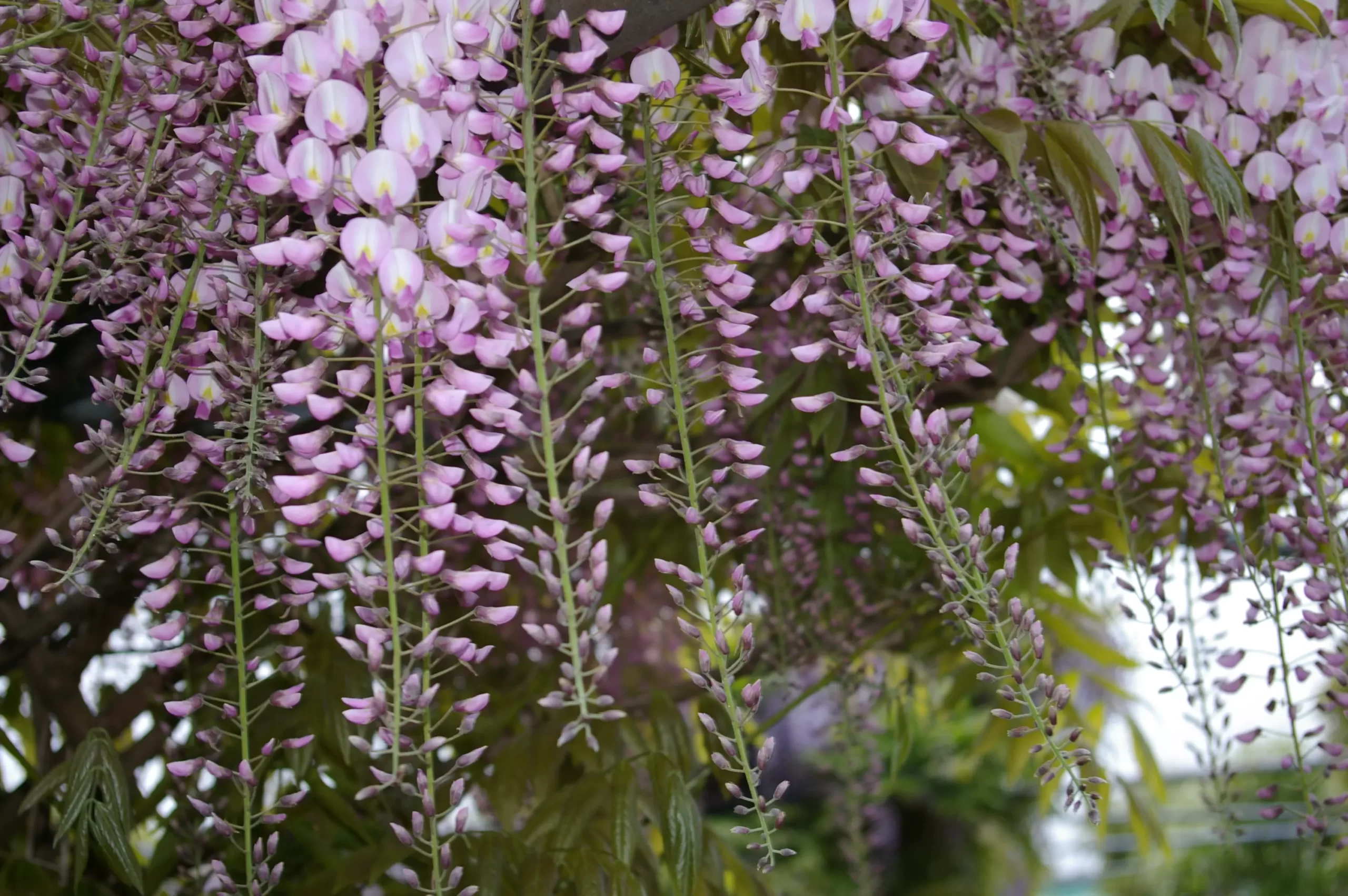 Wisteria floribunda Pink Ice