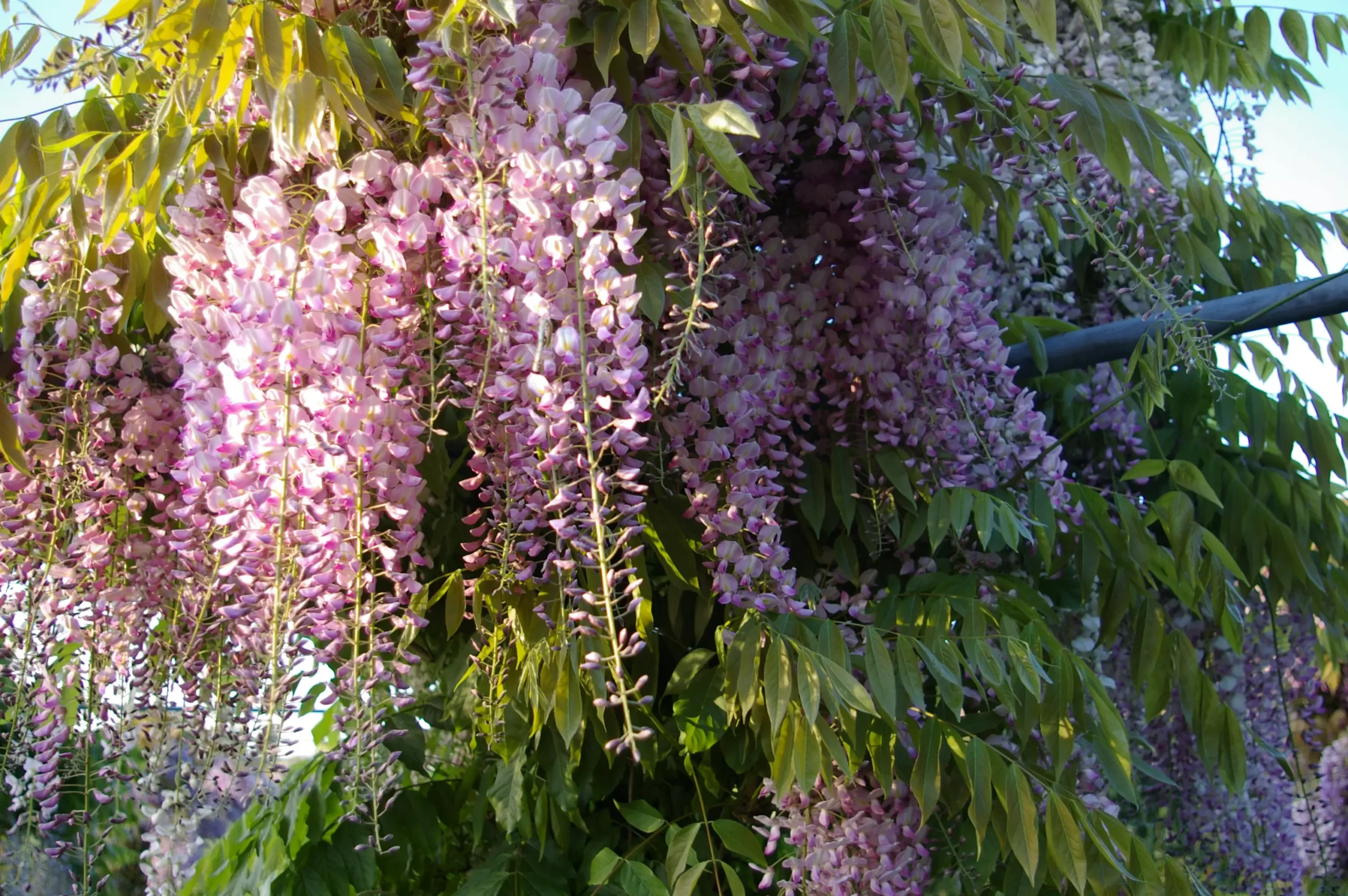 Wisteria floribunda Prematura