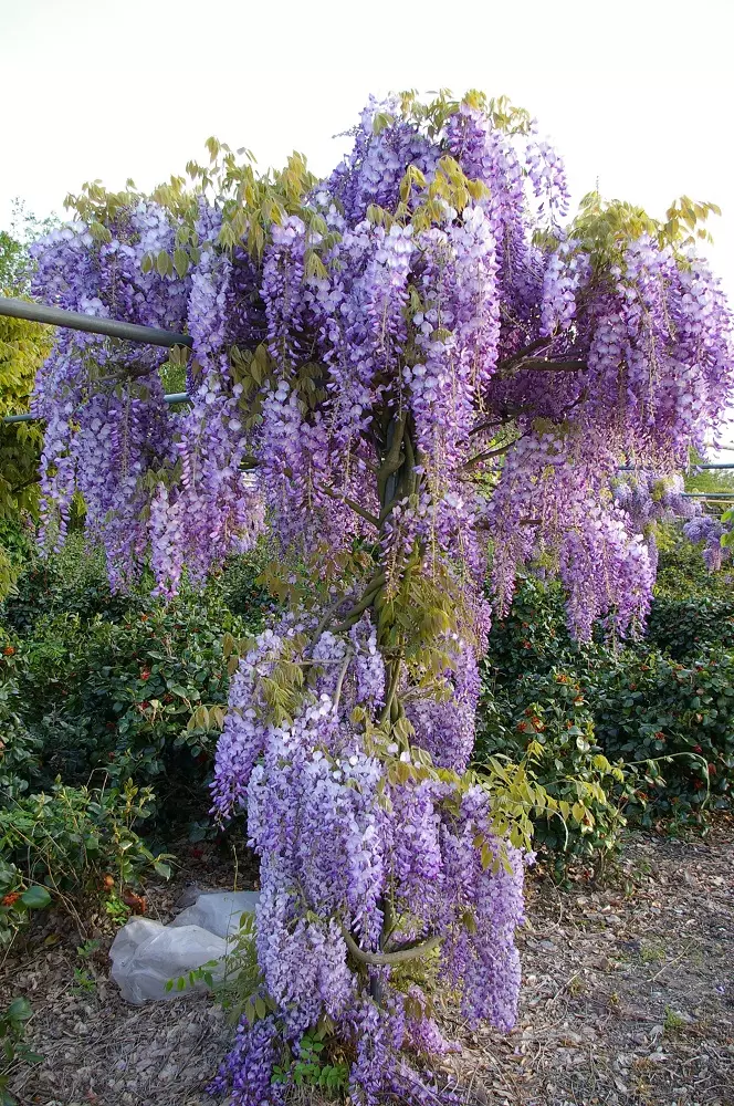 Wisteria Prolific tree