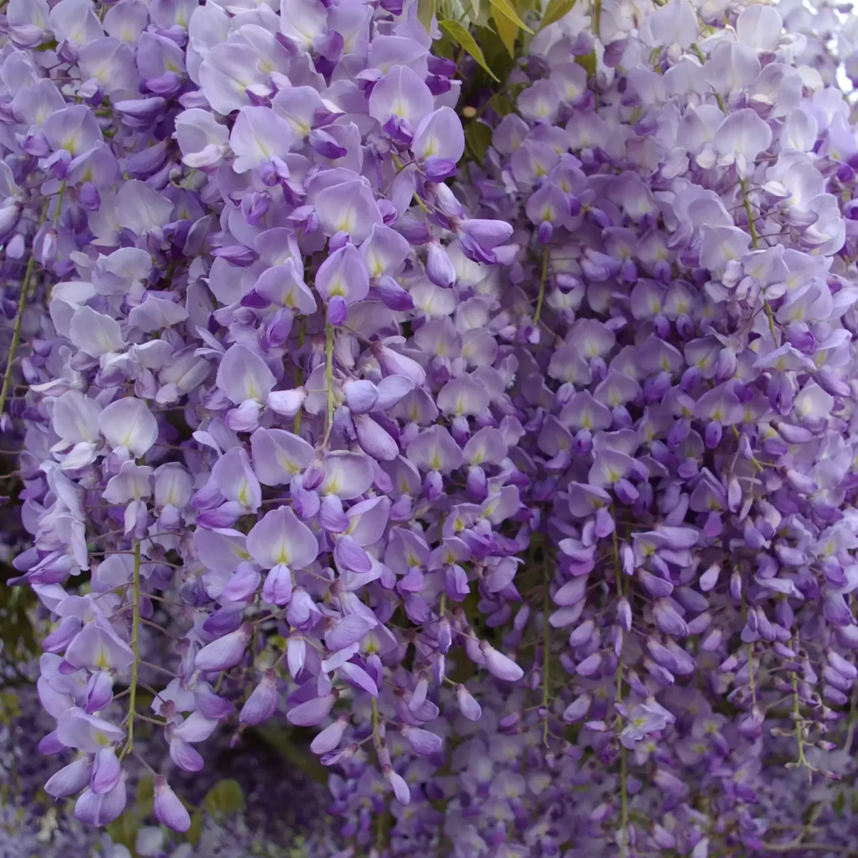 Wisteria sinensis Prolific